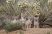 Swift fox (Vulpes velox) vixen and three kits at their den, Pawnee National Grassland, Colorado, United States of America, North America