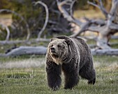 Grizzly bear (Ursus arctos horribilis) walking, Yellowstone National Park, Wyoming, United States of America, North America