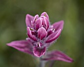 Rosy paintbrush (split-leaf Indian paintbrush) (splitleaf Indian paintbrush) (Castilleja rhexifolia), San Juan National Forest, Colorado, United States of America, North America