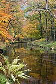 Beautiful autumnal colours line the banks of the River Teign at Fingle Bridge, Dartmoor National Park, Devon, England, United Kingdom, Europe