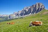 Cattle, Sella Pass, Trento and Bolzano Provinces, Italian Dolomites, Italy, Europe