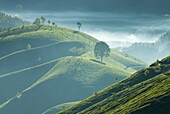 Early morning mist over tea plantations, near Munnar, Kerala, India, Asia