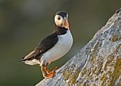 Puffin (Fratercula arctica) hanging onto the rock on a summer's evening on the Saltees Islands, County Wexford, Leinster, Republic of Ireland, Europe