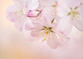 Cherry blossom, North Yorkshire, Yorkshire, England, United Kingdom, Europe