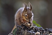 Red squirrel (Sciurus vulgaris) eating nuts in a wood, United Kingdom, Europe