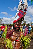 Colourfully dressed and face painted local tribesman celebrating the traditional Sing Sing in the Highlands, Papua New Guinea, Pacific