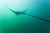 Spotted eagle ray (Aetobatus narinari) underwater, Leon Dormido Island, San Cristobal Island, Galapagos Islands, Ecuador, South America