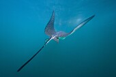 Spotted eagle ray (Aetobatus narinari) underwater, Leon Dormido Island, San Cristobal Island, Galapagos Islands, Ecuador, South America