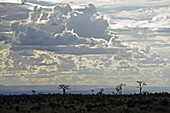 Baobabs landscape, Region of Ihosy, Madagascar, Africa