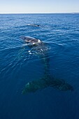 Humpback whale (Megaptera novaeangliae) in Harvey Bay, Queensland, Australia, Pacific