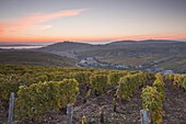 The vineyards of Sancerre draped in autumn colours, Cher, Centre, France, Europe