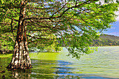 Ufer des Kratersee Lagoa das Furnas mit Baum im Wasser, Furnas-See, Caldeira, Furnas, Povocao, Insel Sao Miguel, Azoren, Portugal, Europa, Atlantik