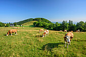 Cattle grazing at alpine meadow, Hofalm, Chiemgau Alps, Upper Bavaria, Bavaria, Germany