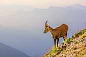 Capricorn looking into the valley, Capra ibex, La Tournette, Haute-Savoie, France