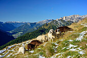 Shep grazing on meadow above valley of Fassa, Lagorai, Latemar and Rosengarten range in background, Friedrich-August-Weg, Langkofel group, Dolomites, UNESCO World Heritage Dolomites, Trentino, Italy