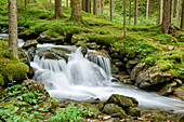 Streams flowing through forest, Passo San Pellegrino, Dolomites, UNESCO World Heritage Dolomites, Trentino, Italy