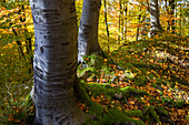 Herbstfaerbung, Bramwald, Laubwald, Weserbergland, Niedersachsen, Deutschland