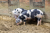 Bentheim Black Pied pig, rare breed, Cloppenburg Museum Village, Lower Saxony, Germany