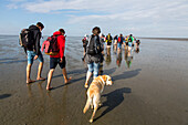guided walk across the mudflats to Neuwerk Island at low tide, tidal flats, Cuxhaven, Wadden Sea, Lower Saxony, Germany