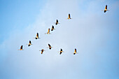 cranes, birds flying above Diepholz Moor, nature reserve, Lower Saxony, Germany