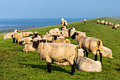 sheep grazing on dyke, salt, Greetsiel, Lower Saxony, Germany