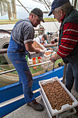 unloading shrimps, shrimp fishing boat, shrimp cutter, catch, Lower Saxony, Germany