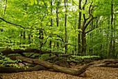 Neuenburger forest, new spring leaves, green, wood pasture, Lower Saxony, northern Germany