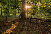 naturbelassener Urwald bei Seesen, heimischer Wald, Laubwald, Abendsonne schimmert durch das Laub, Natur, Niedersachsen, Deutschland
