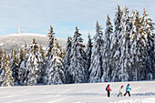 Skilanglauf im Harz, Torfhaus, Brocken, Schneelandschaft, Wald, Wintersport, Niedersachsen, Deutschland