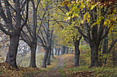 Lindenallee im Herbst, Naturpark Feldberger Seenlandschaft, Mecklenburg Vorpommern, Deutschland