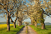Alley of cherry trees, near Blankenburg, Harz, Saxony-Anhalt, Germany