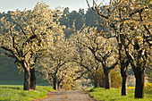 Alley of cherry trees, near Blankenburg, Harz, Saxony-Anhalt, Germany