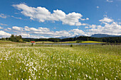 Cotton grass, view over Attlesee near Nesselwang to Tannheimer mountains, Allgaeu, Bavaria, Germany