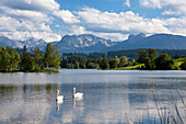 Swans, view over Schwaltenweiher near Seeg to Tannheimer mountains, Allgaeu, Bavaria, Germany