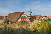 Blooming trees in front of windmill and half-timbered houses with thatched roofs, near Twielenfleth, Altes Land, Lower Saxony, Germany