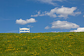 Dandelion and bench on the dyke, near Twielenfleth, Altes Land, Lower Saxony, Germany