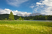 Wollgras am Geroldsee, Blick zum Karwendel, Werdenfelser Land, Bayern, Deutschland