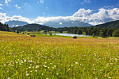 Blumenwiese am Geroldsee, Blick zum Karwendel, Werdenfelser Land, Bayern, Deutschland