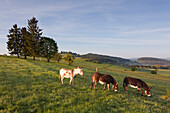 Donkeys grazing in a meadow, near Daun, Eifelsteig hiking trail, Vulkaneifel, Eifel, Rhineland-Palatinate, Germany