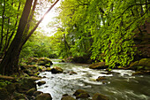 Irreler Wasserfälle, Stromschnellen des Flüsschens Prüm, bei Irrel, Naturpark Südeifel, Eifel, Rheinland-Pfalz, Deutschland
