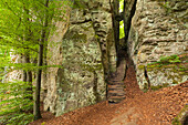 Teufelsschlucht, Naturpark Südeifel, Eifel, Rheinland-Pfalz, Deutschland