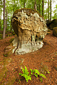 Teufelsschlucht, nature park Suedeifel, Eifel, Rhineland-Palatinate, Germany