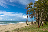 Western beach, Darss, National Park Vorpommersche Boddenlandschaft, Baltic Sea, Mecklenburg-West Pomerania, Germany