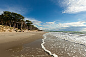 Western beach, Darss, National Park Vorpommersche Boddenlandschaft, Baltic Sea, Mecklenburg-West Pomerania, Germany