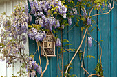 Wisteria on a house in Born, Darss, Baltic Sea, Mecklenburg-West Pomerania, Germany