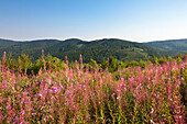 Weidenröschen am Rothaarsteig, Rothaargebirge, Sauerland, Nordrhein-Westfalen, Deutschland