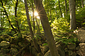 Rock formation Felsenmeer, near Hemer, Sauerland region, North Rhine-Westphalia, Germany