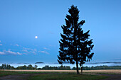 Wanderwegmarkierung unter einer Fichte bei Vollmond, Naturpark Thüringer Schiefergebirge / Obere Saale, Thüringen, Deutschland