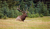 Wapiti Hirsch im Jasper National Park, Rocky Mountains, Alberta, Kanada