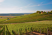 Weinlage Falkenberg in Falkenstein, Gemeinde Donnersdorf, Unterfranken, Bayern, Deutschland, Europa